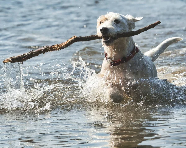 Anjing Berjalan Dalam Air — Stok Foto