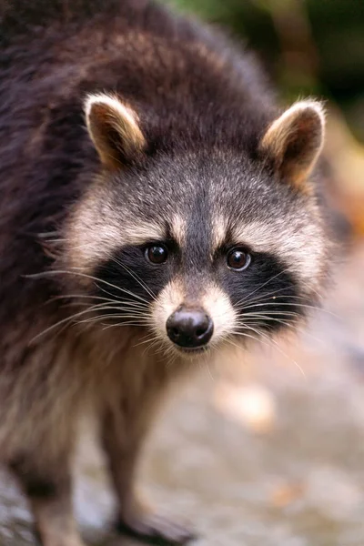 Portrait Cute Raccoon — Stock Photo, Image