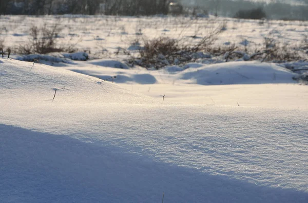 冬の森の雪に覆われた木 — ストック写真