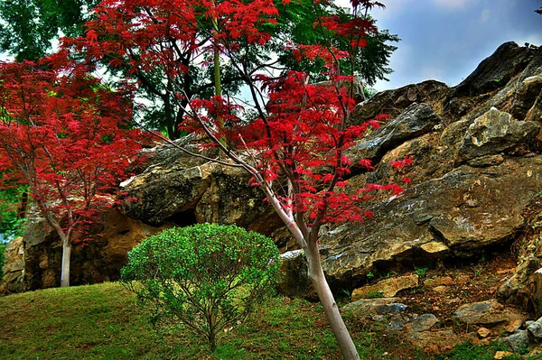 Hojas Otoño Flora Otoño Follaje — Foto de Stock