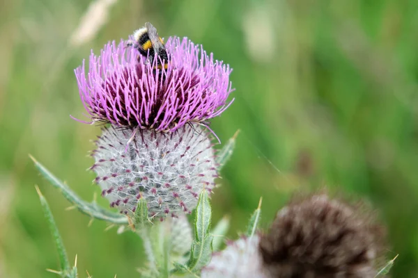 Primer Plano Abeja Una Flor —  Fotos de Stock