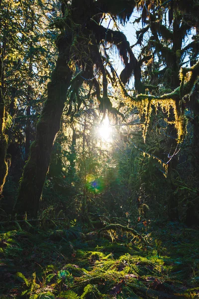自然を背景にした森の美しい景色 — ストック写真