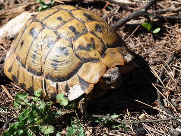 Nahaufnahme Einer Schildkröte — Stockfoto