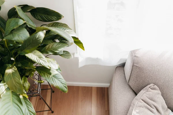 Beautiful Interior Modern Room Towels Plants — Stock Photo, Image