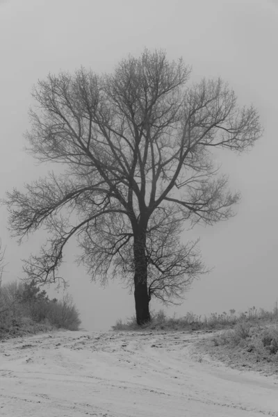 Vinterlandskap Med Snötäckta Träd — Stockfoto