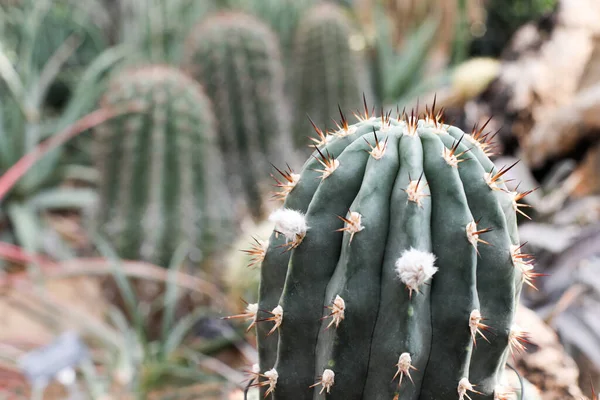Primer Plano Del Cactus Cacerola —  Fotos de Stock