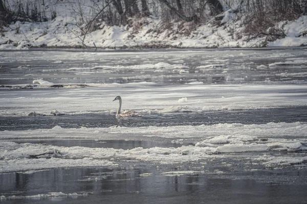 Cisne Lago — Foto de Stock