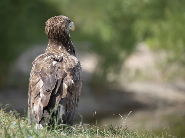 Gros Plan Aigle Mâle Dans Nature — Photo