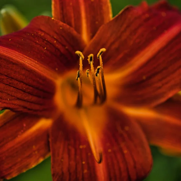 Vacker Botanisk Skott Naturliga Tapeter — Stockfoto