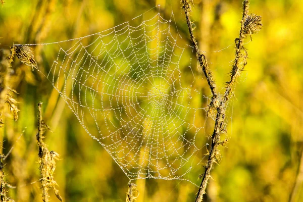 풀밭에 떨어지는 거미줄 — 스톡 사진