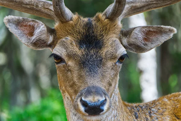 Closeup Shot Deer Forest — Stock Photo, Image