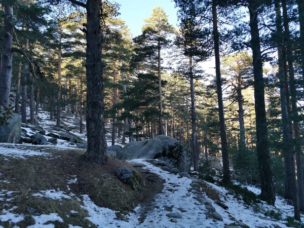 雪に覆われた木々が美しい冬の風景 — ストック写真