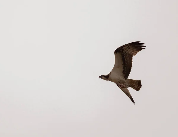 Pássaro Voando Céu Fundo Natureza — Fotografia de Stock