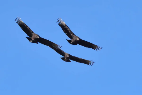 Flock Fåglar Som Flyger Himlen — Stockfoto