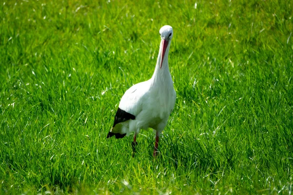 草地上的白鹅 — 图库照片