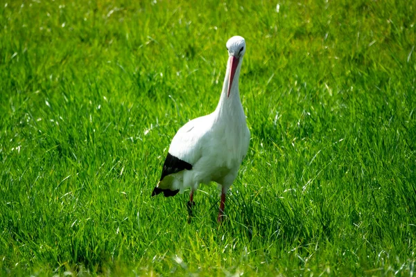 Oie Blanche Dans Herbe — Photo