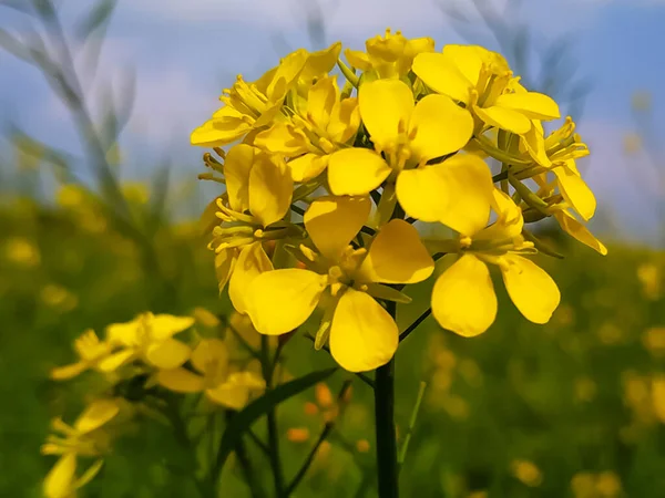 Vackra Färgglada Blommor Som Växer Trädgården — Stockfoto