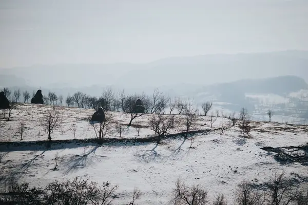 Wunderschöne Landschaft Mit Schneebedeckten Bäumen — Stockfoto