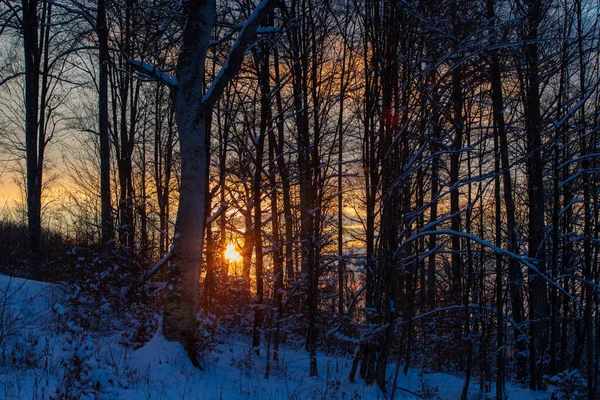 Winterwald Mit Schneebedeckten Bäumen — Stockfoto