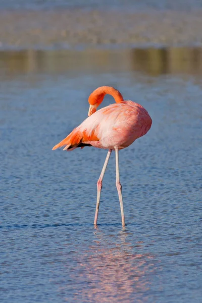 Pink Flamingo Phoenicopterus Ruber Walvis Namibia — Stock Photo, Image