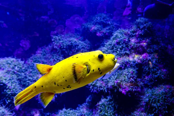 Schöne Unterwasserwelt Der Fische Roten Meer — Stockfoto