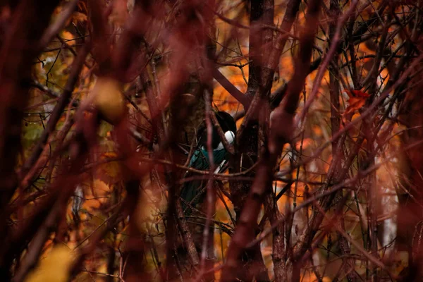 Foglie Autunnali Autunno Stagione Flora — Foto Stock