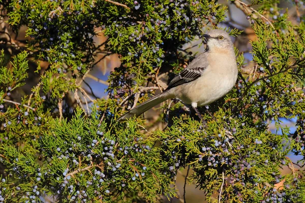 Belle Photo Jeune Oiseau Dans Habitat Naturel — Photo