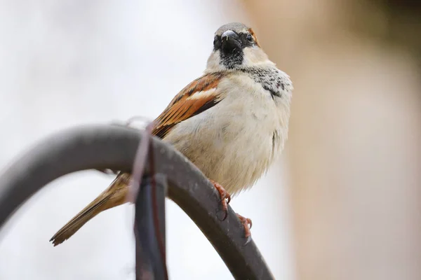 Ein Vogel Sitzt Auf Einem Ast Eines Baumes — Stockfoto