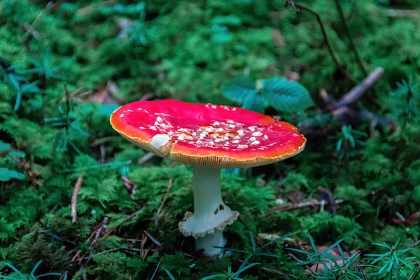 Champignon Toxique Rouge Dans Forêt — Photo