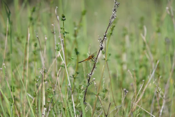 Primer Plano Una Libélula Sobre Una Hierba Verde —  Fotos de Stock