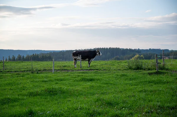 Vaca Que Pastoreia Prado Verde — Fotografia de Stock