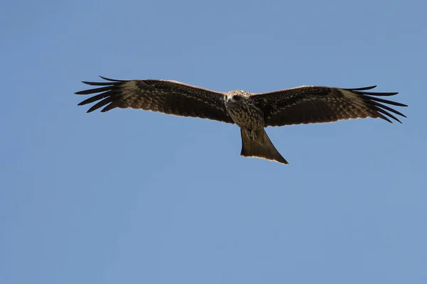 Hermoso Pájaro Volando Cielo — Foto de Stock