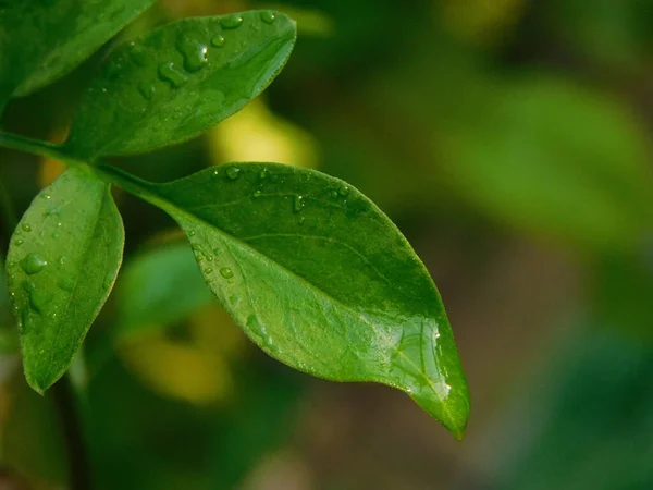 Zielone Liście Flora Liście — Zdjęcie stockowe