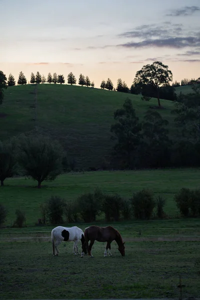 牧草地で馬の放牧 — ストック写真