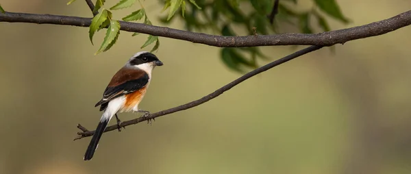 Primo Piano Degli Uccelli Nell Habitat Naturale — Foto Stock