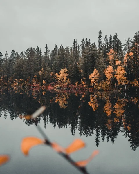 Vackert Höstlandskap Med Träd Och Skog — Stockfoto