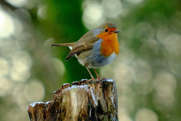 Närbild Fåglar Naturlig Livsmiljö — Stockfoto