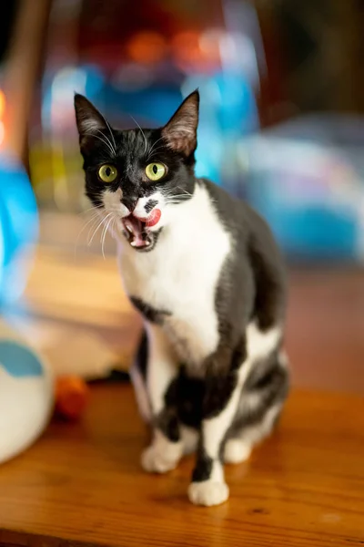 Katze Auf Dem Boden — Stockfoto