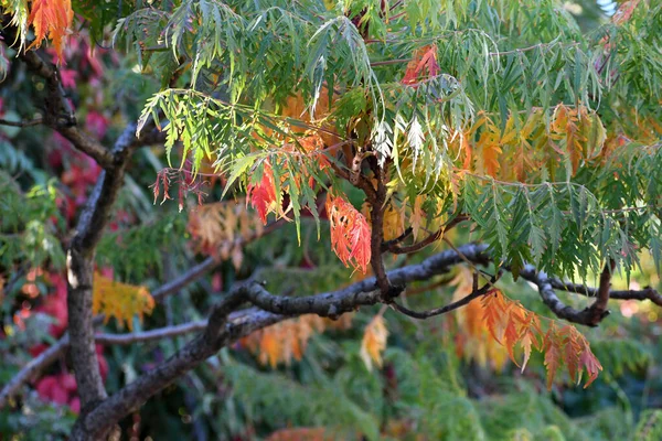 Höst Löv Höst Säsong Flora — Stockfoto