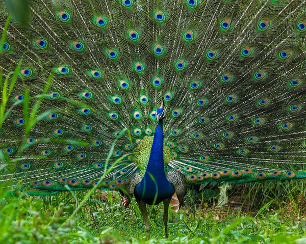 Tüylü Güzel Tavus Kuşu — Stok fotoğraf