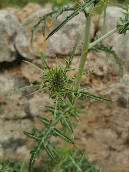 畑で育った植物の近くで — ストック写真