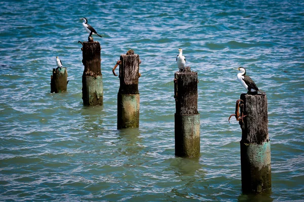 Seagulls Pier Mediterranean Sea — Stock Photo, Image