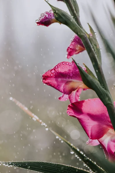 Vackra Blommor Som Växer Trädgården — Stockfoto