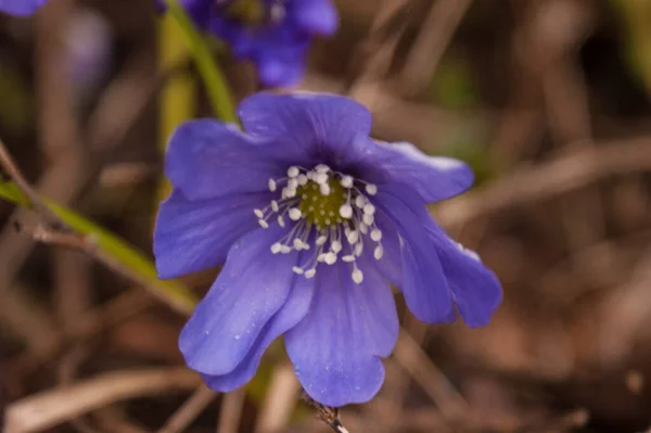 Όμορφο Μωβ Λουλούδι Στο Δάσος — Φωτογραφία Αρχείου