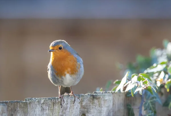 Primer Plano Hermoso Pájaro — Foto de Stock