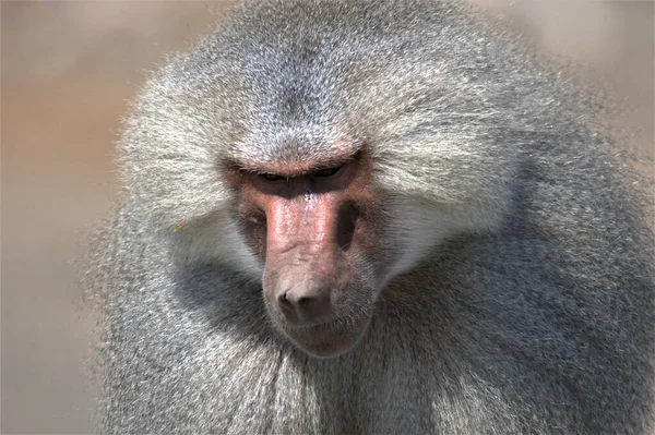 Primer Plano Lindo Macaco Peludo — Foto de Stock