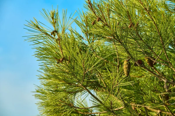 Gałęzie Sosny Lesie — Zdjęcie stockowe