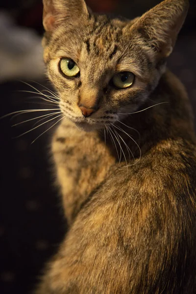 Πορτρέτο Μιας Χαριτωμένης Γάτας — Φωτογραφία Αρχείου