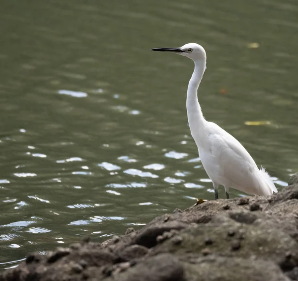 Vogel Steht Auf Einem Steg Wasser — Stockfoto