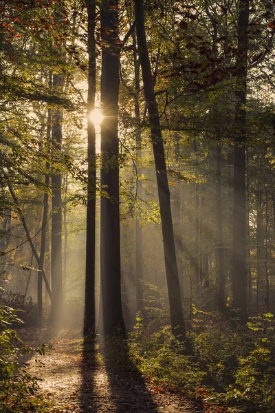 Bosque Otoñal Con Árboles Rayos Sol — Foto de Stock